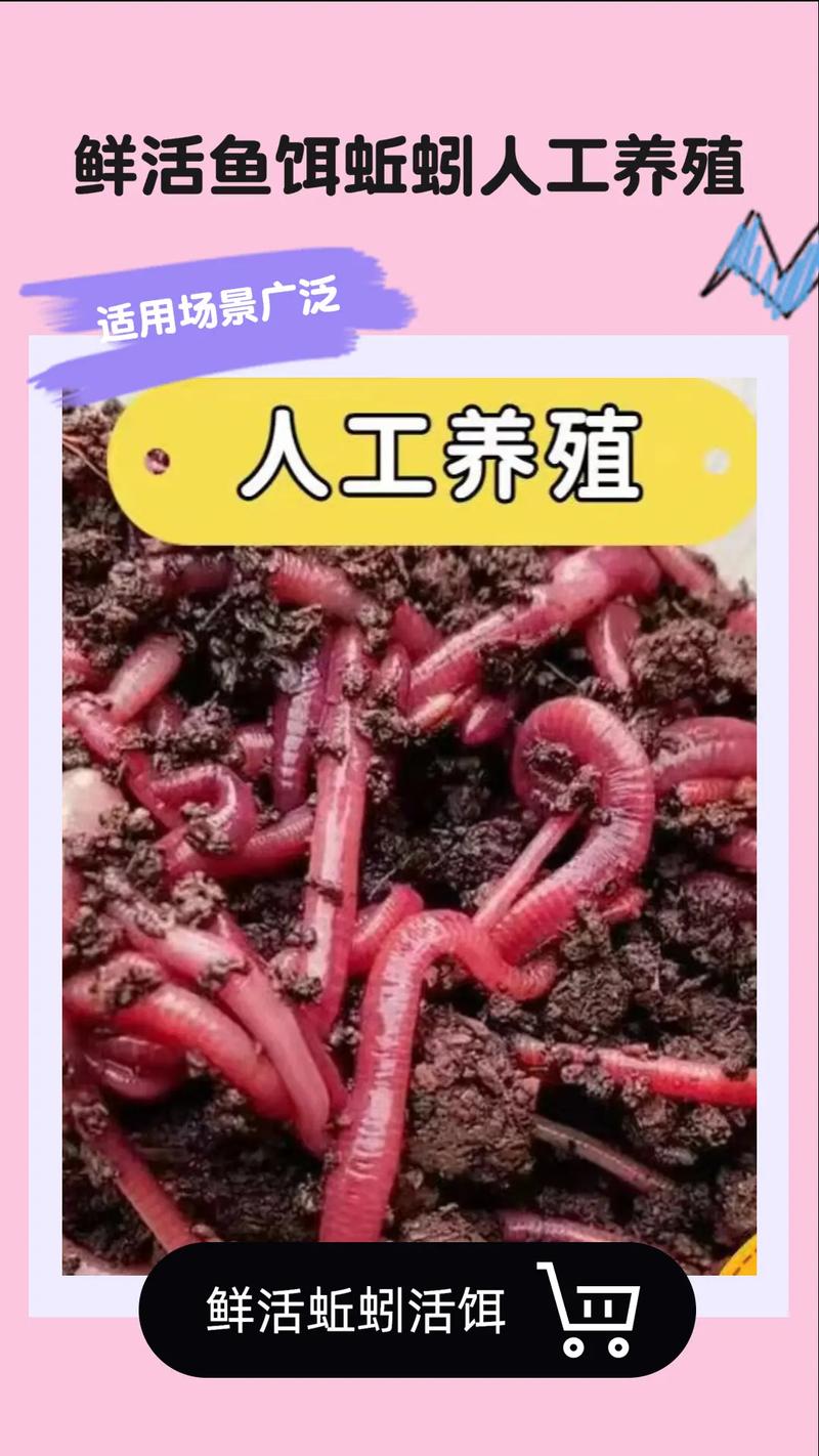 紅蟲釣魚真的危險嗎_釣魚危險紅蟲圖片_釣魚紅蟲子