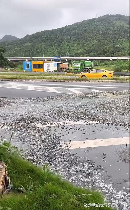 浙江寧波暴雨_浙江暴雨魚兒越獄_浙江暴雨預警