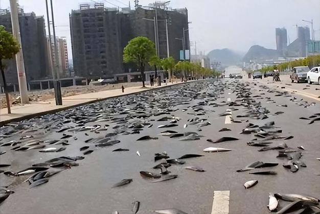 浙江暴雨魚兒越獄_浙江寧波暴雨_浙江暴雨預警