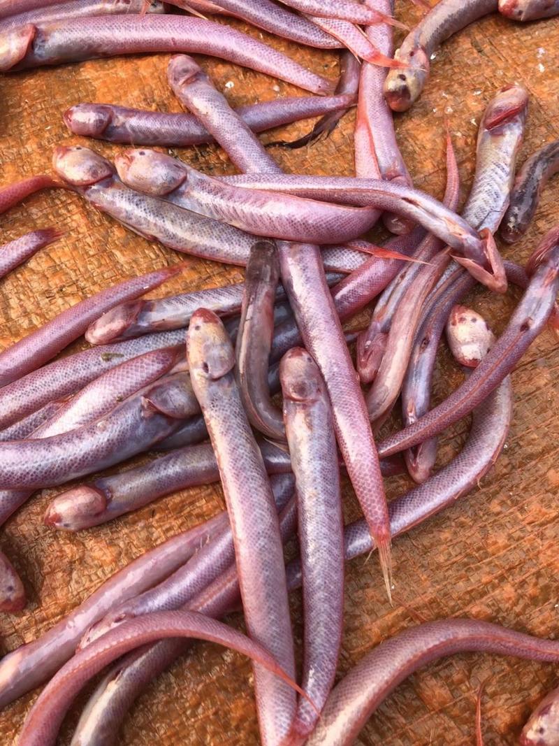 狼牙虎頭魚_狼牙鰕虎魚的營養價值_紅狼牙鰕虎魚是什么魚