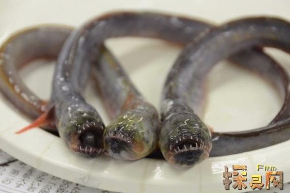 探秘紅狼牙鰕虎魚：奇特外形、廣泛分布與獨特生活習性揭秘
