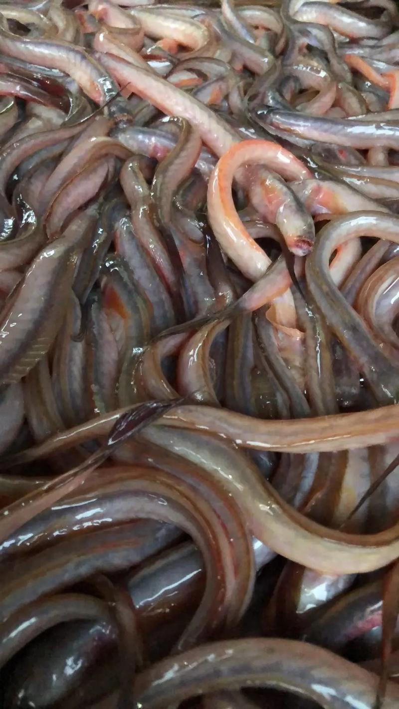 狼牙鰕虎魚的營養價值_狼牙虎頭魚_紅狼牙鰕虎魚是什么魚