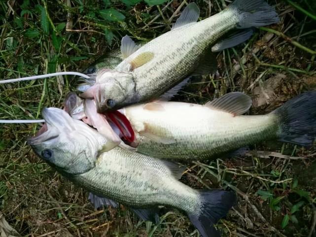 海釣魚視頻大全_海釣魚視頻高清_海釣短視頻