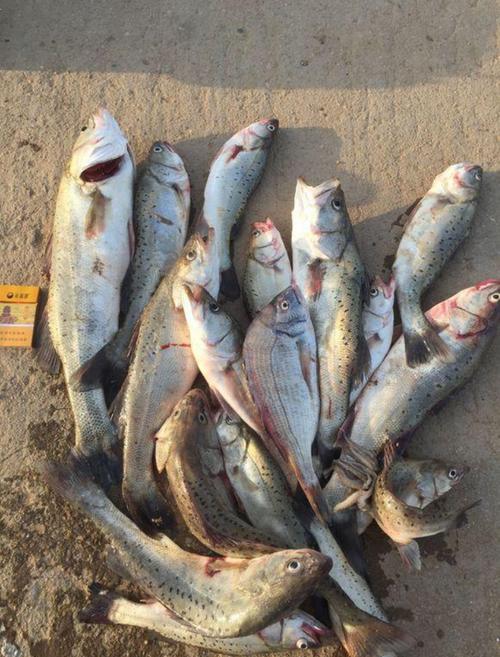 海釣魚視頻大全_海釣短視頻_海釣魚視頻高清