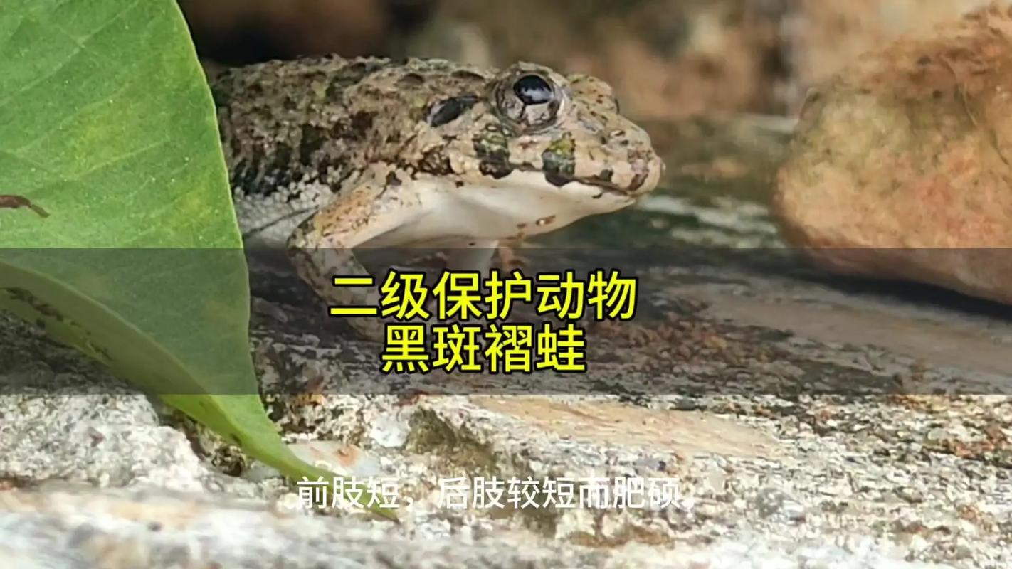 中國常見的青蛙的品種_中國常見的青蛙的品種_中國常見的青蛙的品種