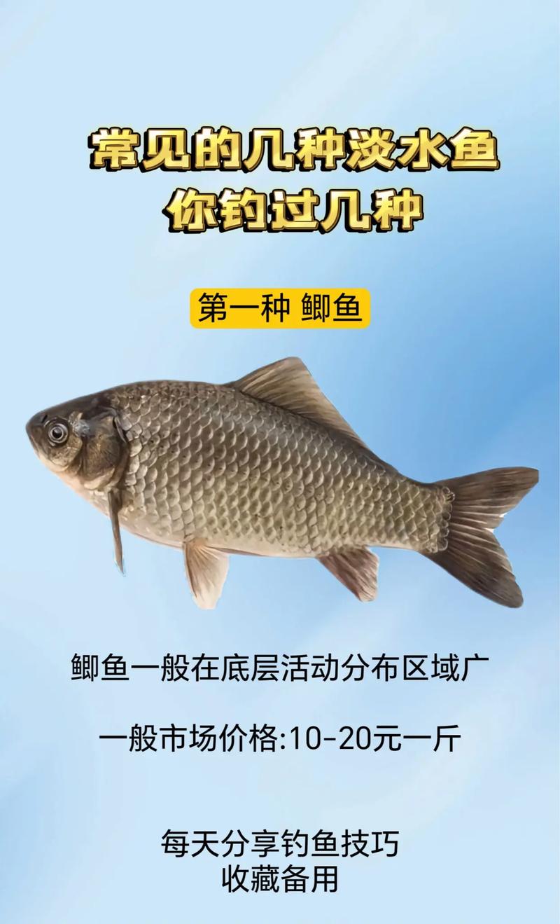 中國四海釣魚網：釣魚愛好者的終極指南與資源寶庫