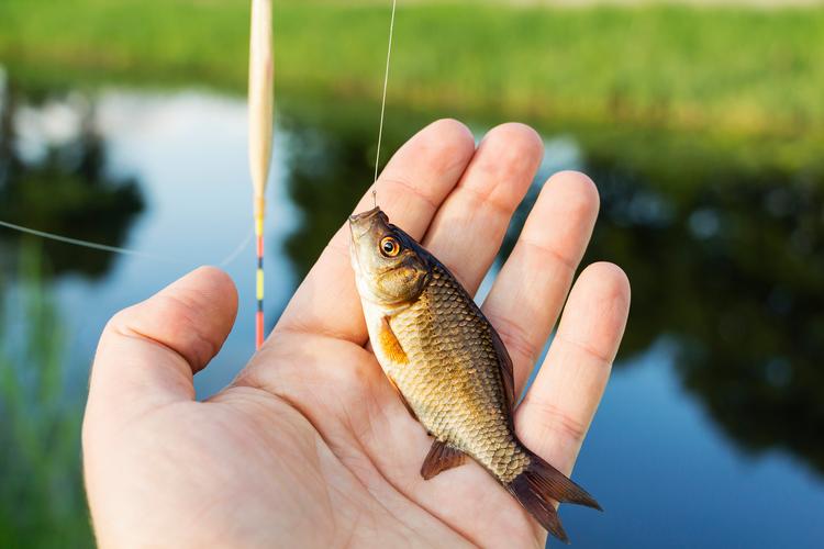 釣魚攻略教學野釣怎么釣_釣魚技巧大全野釣_釣魚教學野釣全攻略
