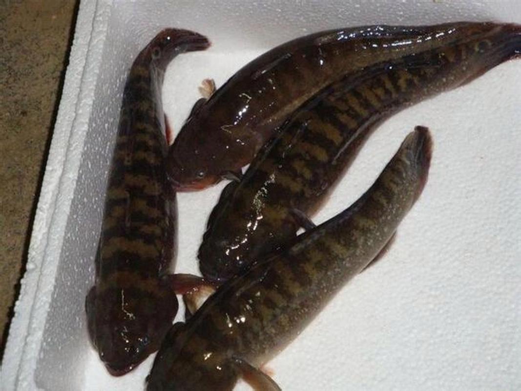 虎魚有多厲害_虎魚是海魚還是淡水魚_虎魚是什么魚