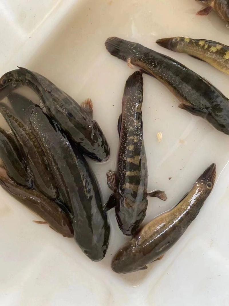 虎魚是海魚還是淡水魚_虎魚有多厲害_虎魚是什么魚