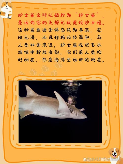 護士鯊會不會攻擊人_護士鯊咬不咬人_護士鯊是什么鯊魚