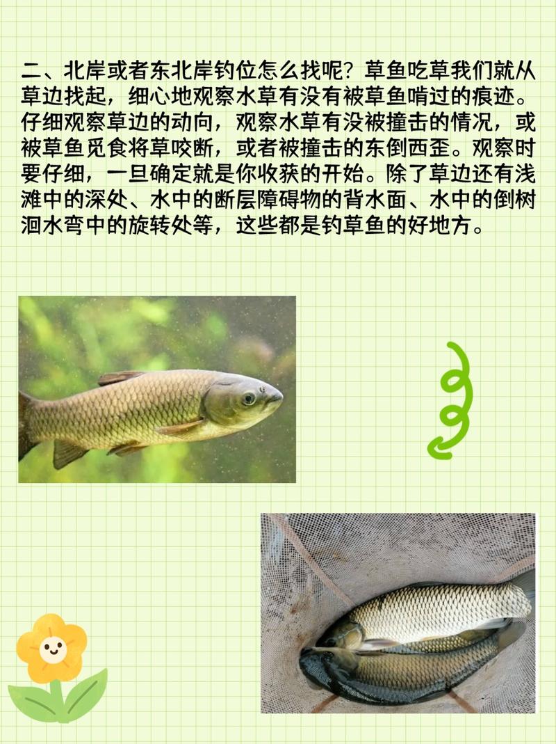 野釣草魚最佳餌料選擇與出釣時間全攻略
