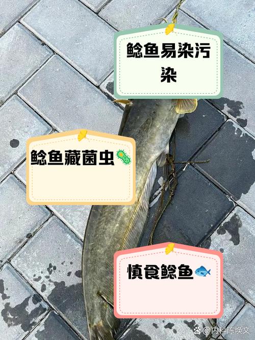 鯰魚化糞池事件_化糞池鯰魚是怎么回事_化糞池鯰魚走近科學視頻