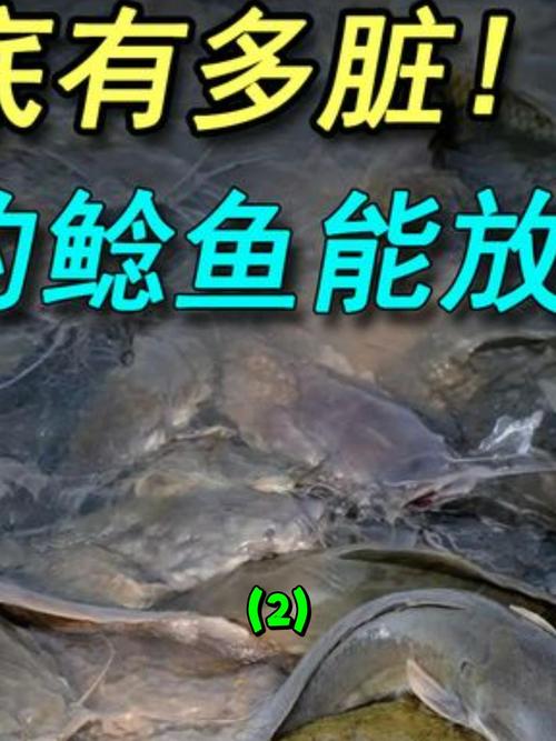 化糞池鯰魚是怎么回事_鯰魚化糞池事件_化糞池鯰魚走近科學視頻
