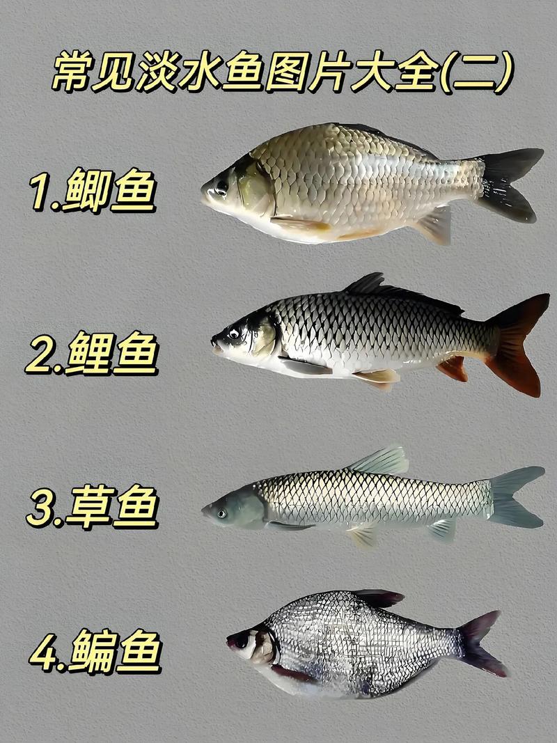 常見的幾種魚的名稱和圖片_常見的魚名字及圖片_常見魚名字圖片及寓意