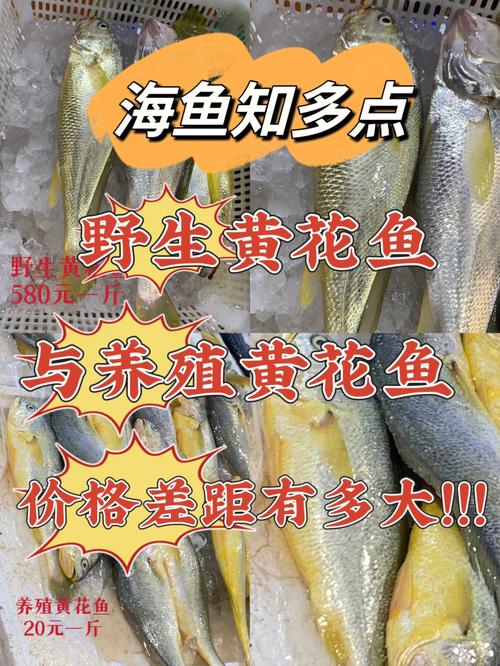 2020年黃花魚價格_黃花魚天價_黃花魚多少錢一斤2024