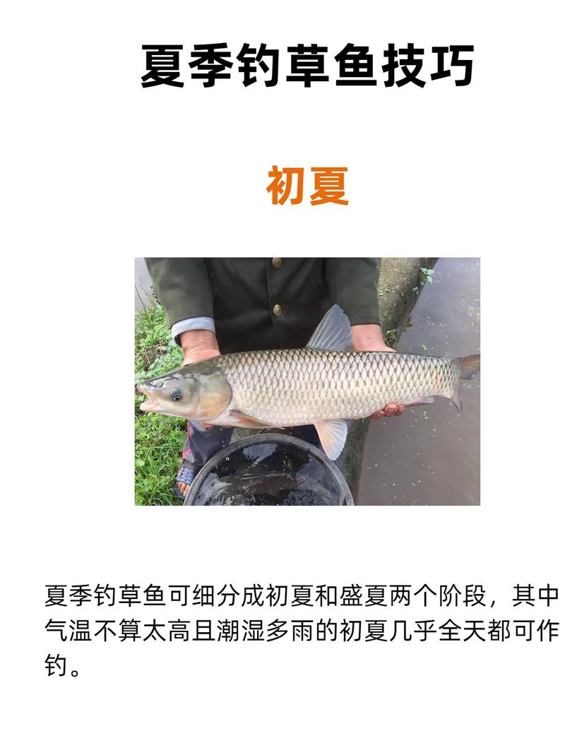 釣草魚視屏_釣草魚視頻教程_釣草魚視頻