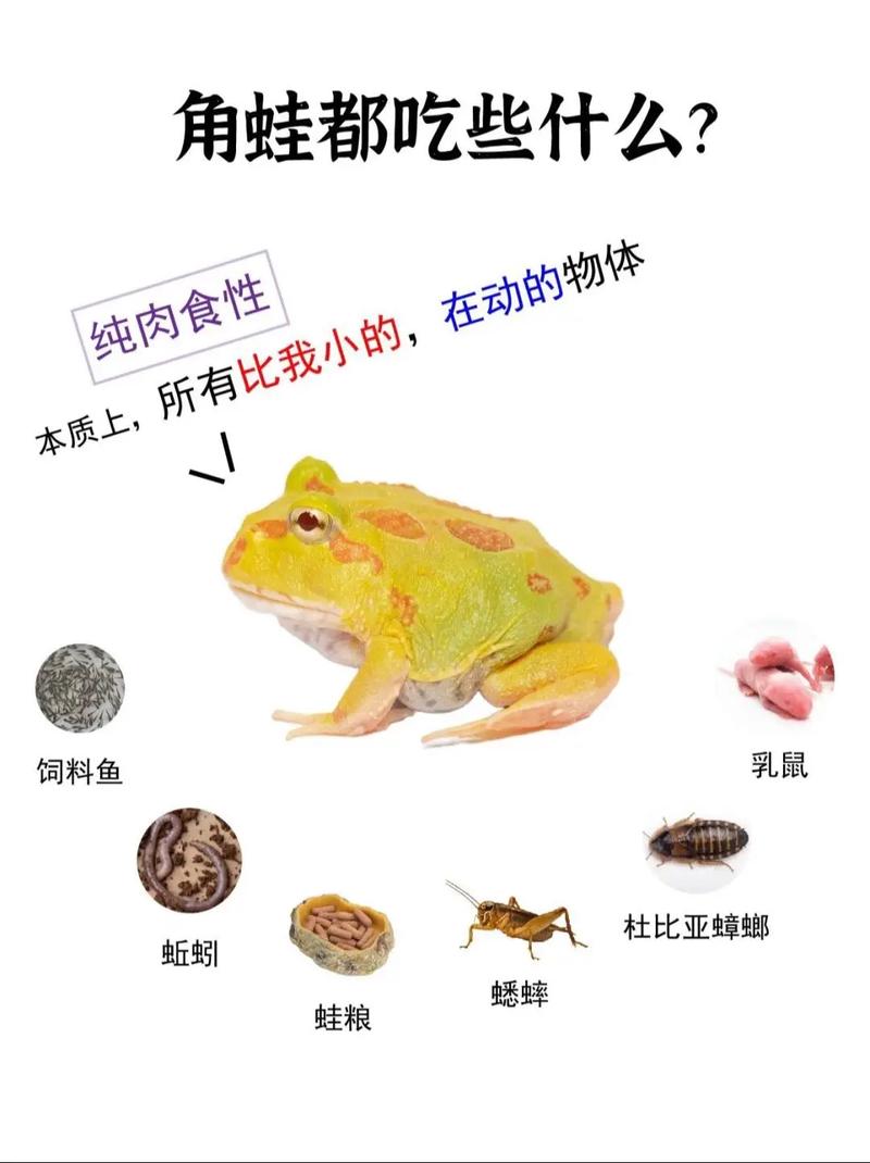 黃金角蛙最大能長多大_黃金角蛙壽命_黃金角蛙幼體