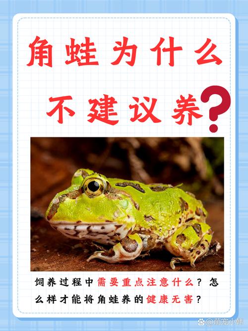 黃金角蛙最大能長多大_黃金角蛙壽命_黃金角蛙幼體