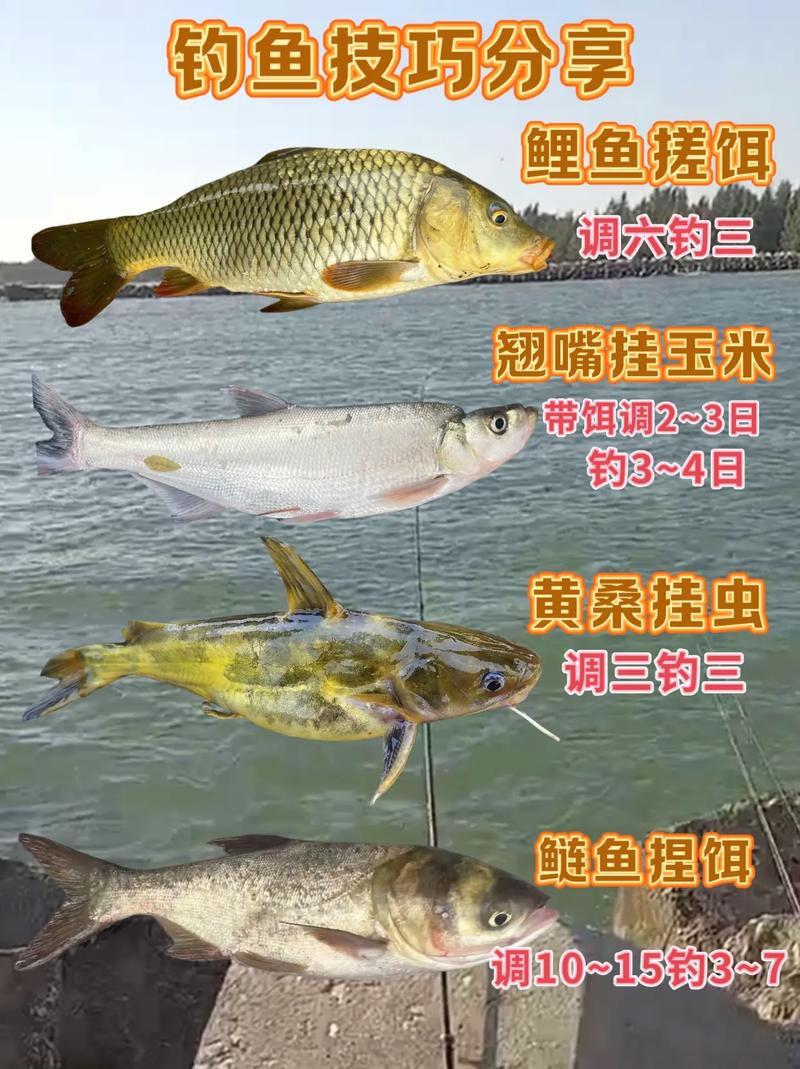 化紹新垂釣學院第一季_化紹新垂釣學院全集_化紹新垂釣學院報名和收費