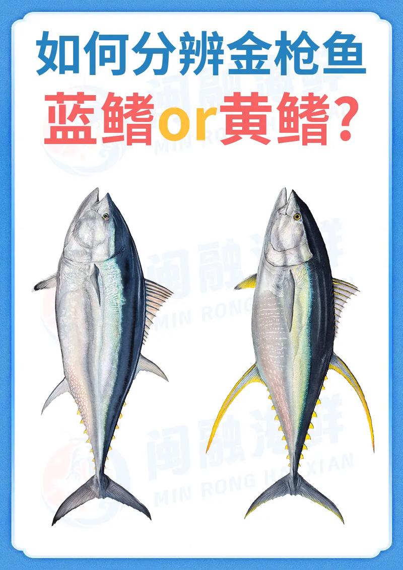 黃鰭金槍魚汞_黃鰭金槍魚多少錢一斤_金槍魚黃鰭多少錢一斤