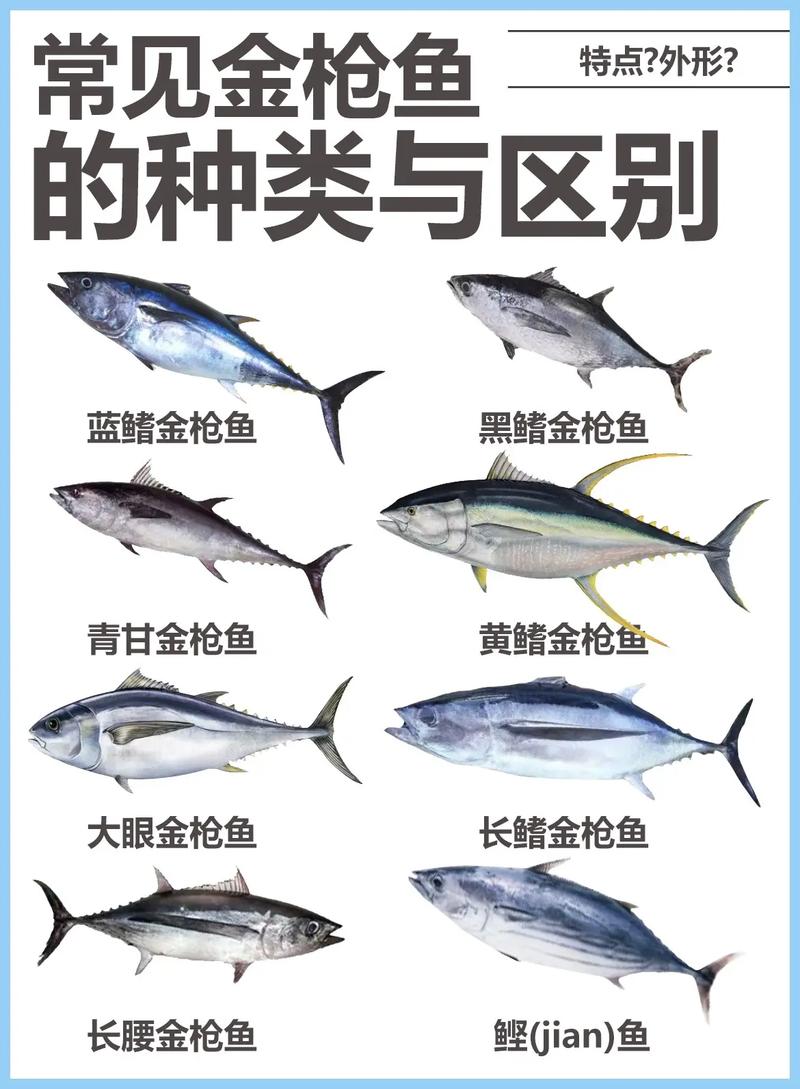 黃鰭金槍魚多少錢一斤_金槍魚黃鰭多少錢一斤_黃鰭金槍魚汞