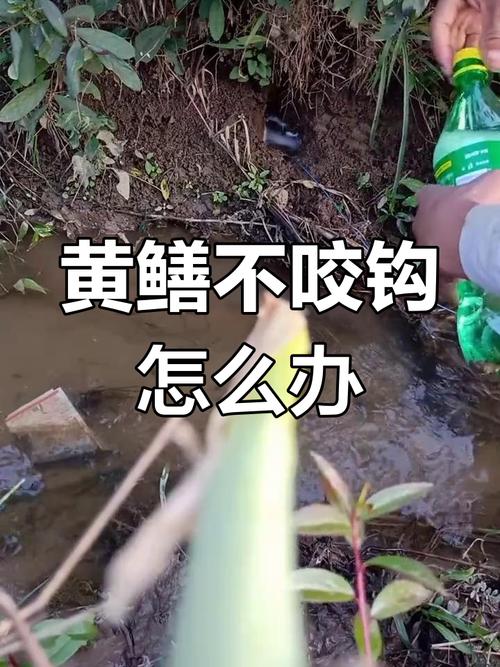 黃鱔吃好不好_黃鱔吃什么食物_黃鱔吃了有什么效果
