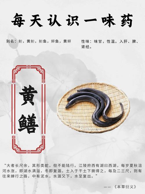 黃鱔吃什么食物_黃鱔吃好不好_黃鱔吃了有什么效果