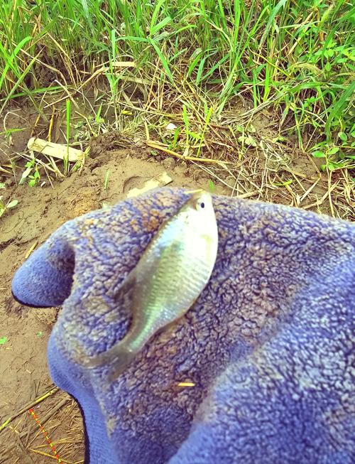 北京野釣魚免費的地方_北京哪能釣魚免費_北京免費野釣的地方