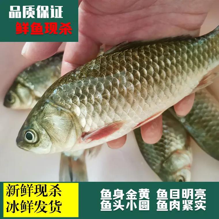 土鯽魚真叫一個多_鯽魚是不是俗話說的土魚_鯽魚土話叫什么魚