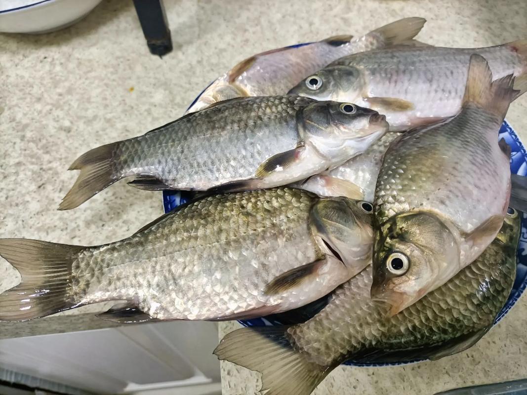 鯽魚是不是俗話說的土魚_土鯽魚真叫一個多_鯽魚土話叫什么魚