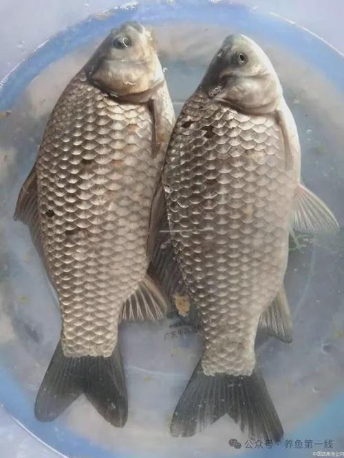 鯽魚是不是俗話說的土魚_鯽魚土話叫什么魚_土鯽魚真叫一個多