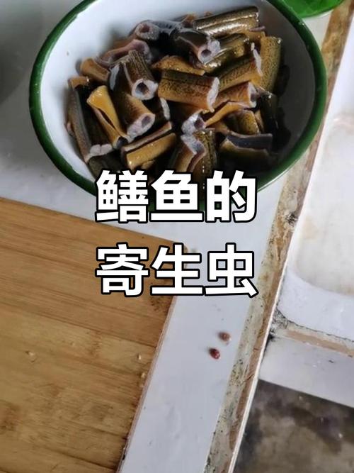 黃鱔有寄生蟲嗎_黃鱔寄生蟲_蟲寄生黃鱔有什么危害