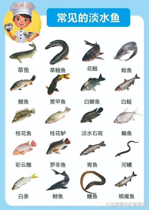 淡水魚類大全名稱圖片排名_淡水魚種類大全配圖_淡水魚大全圖片和名稱
