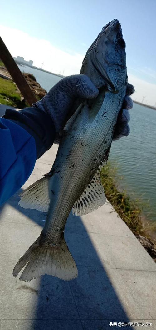 長江釣魚技巧：如何用串鉤成功捕獲多變水域中的魚兒