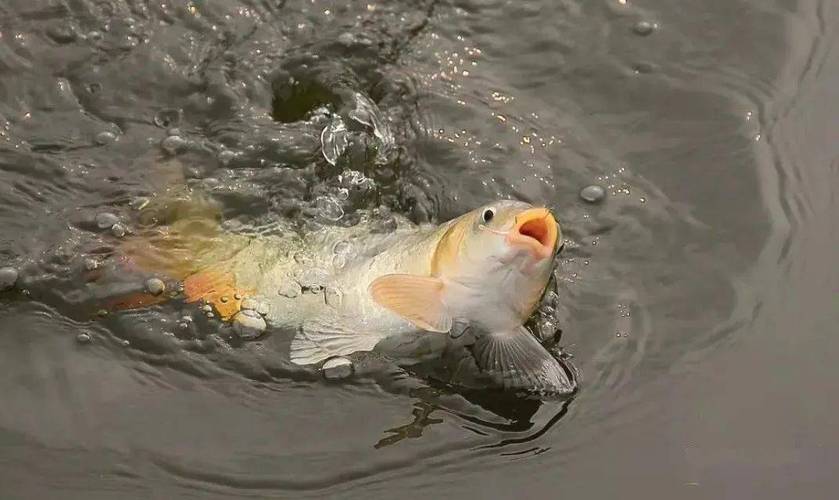 長江釣串鉤用什么魚餌最好_長江鉤視頻_長江串鉤釣魚技巧