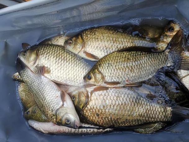 長江串鉤釣魚技巧_長江鉤視頻_長江釣串鉤用什么魚餌最好