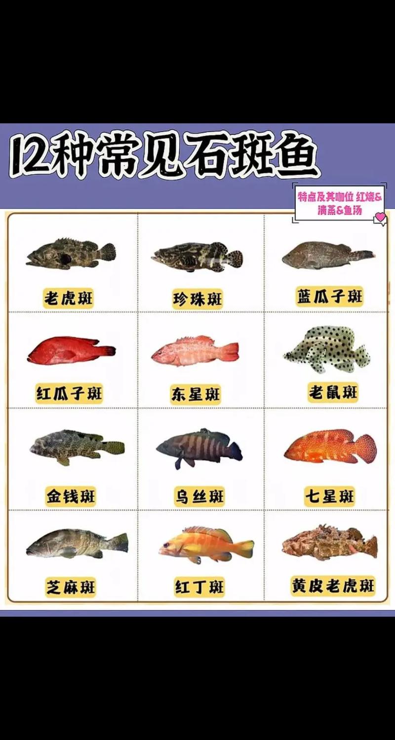 石斑魚塊_金錢石斑魚做法_石斑魚多少錢一斤2024
