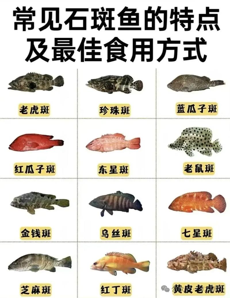 2024年石斑魚價格波動分析：品種與產地如何影響市場價格