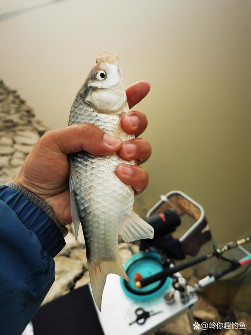 齊魯釣魚論壇_齊魯釣友聯誼會手機版_齊魯釣魚聯誼會