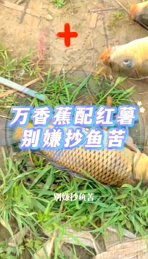 自制玉米餌料釣鯉魚絕招?