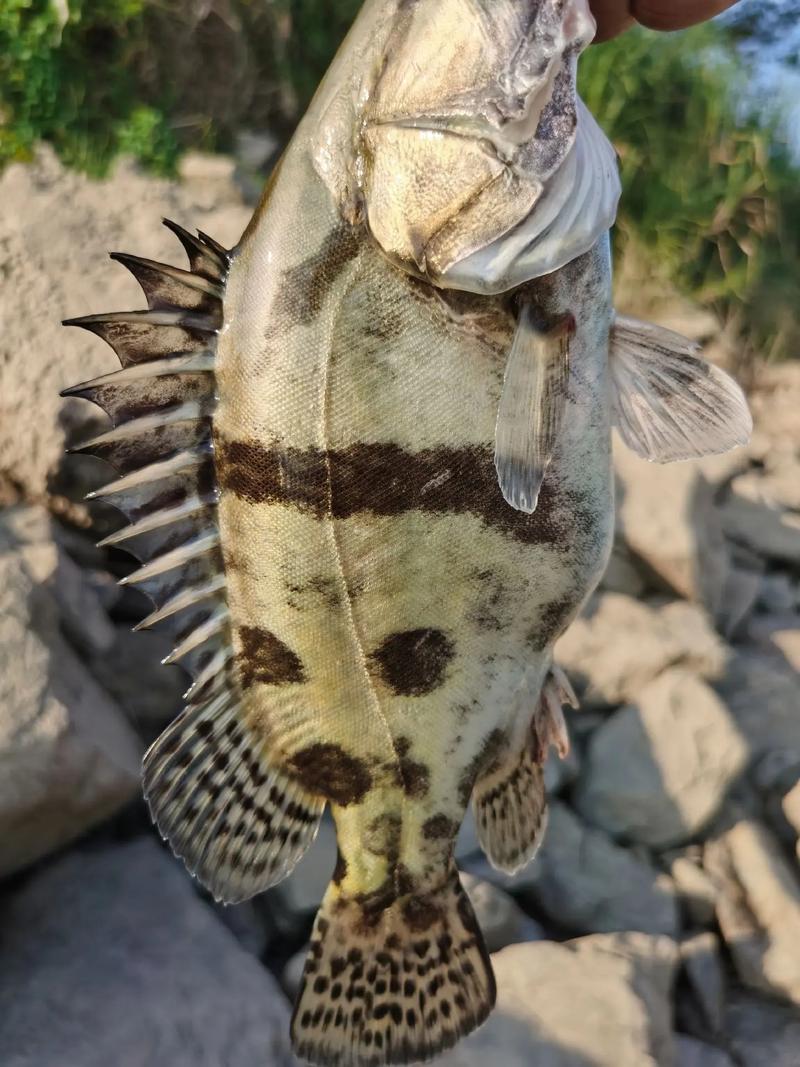 萬佛湖野釣毒癮擋不住海竿斬獲14斤巨鱖-_萬佛湖野釣毒癮擋不住海竿斬獲14斤巨鱖-_萬佛湖野釣毒癮擋不住海竿斬獲14斤巨鱖-