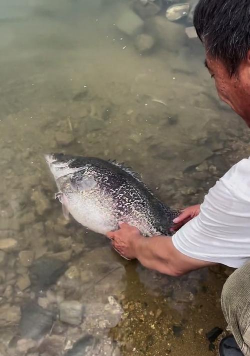 萬佛湖野釣毒癮擋不住海竿斬獲14斤巨鱖-_萬佛湖野釣毒癮擋不住海竿斬獲14斤巨鱖-_萬佛湖野釣毒癮擋不住海竿斬獲14斤巨鱖-