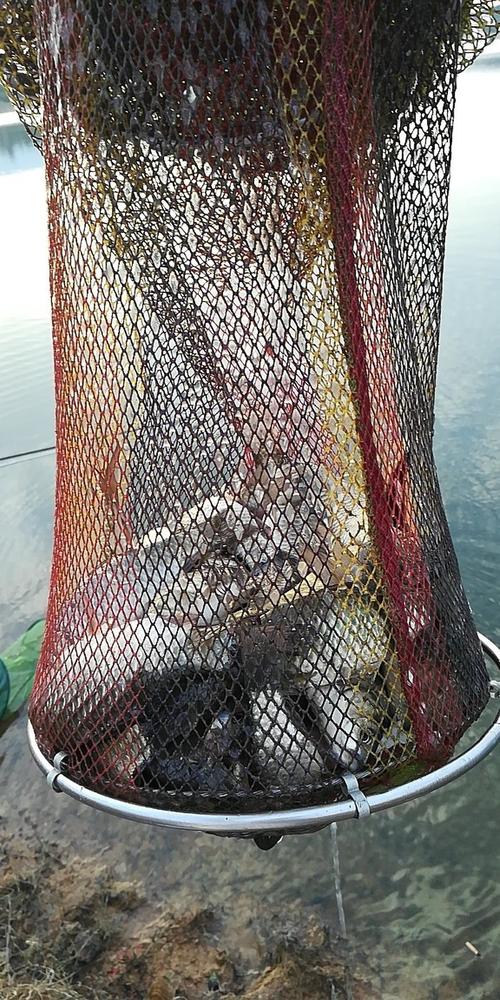 祥云魚村_最近幾天一直去的祥云渾水湖水庫魚獲分享_祥云釣魚