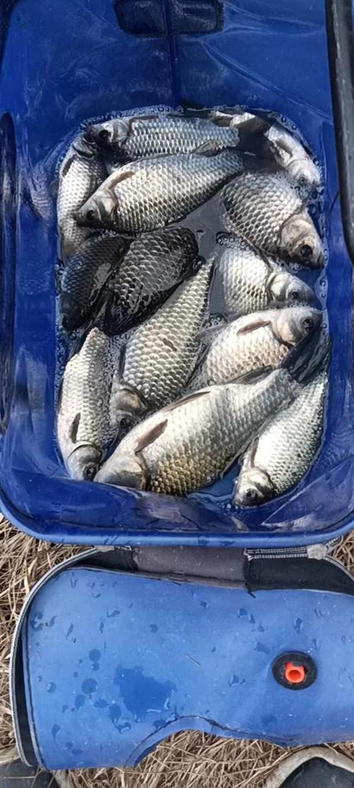 祥云釣魚_祥云魚村_最近幾天一直去的祥云渾水湖水庫魚獲分享