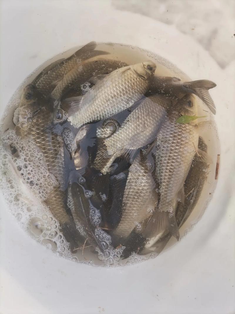 祥云釣魚_祥云魚村_最近幾天一直去的祥云渾水湖水庫魚獲分享