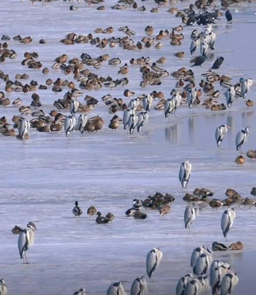 查干湖天氣預報_查干湖天氣預報_查干湖天氣預報