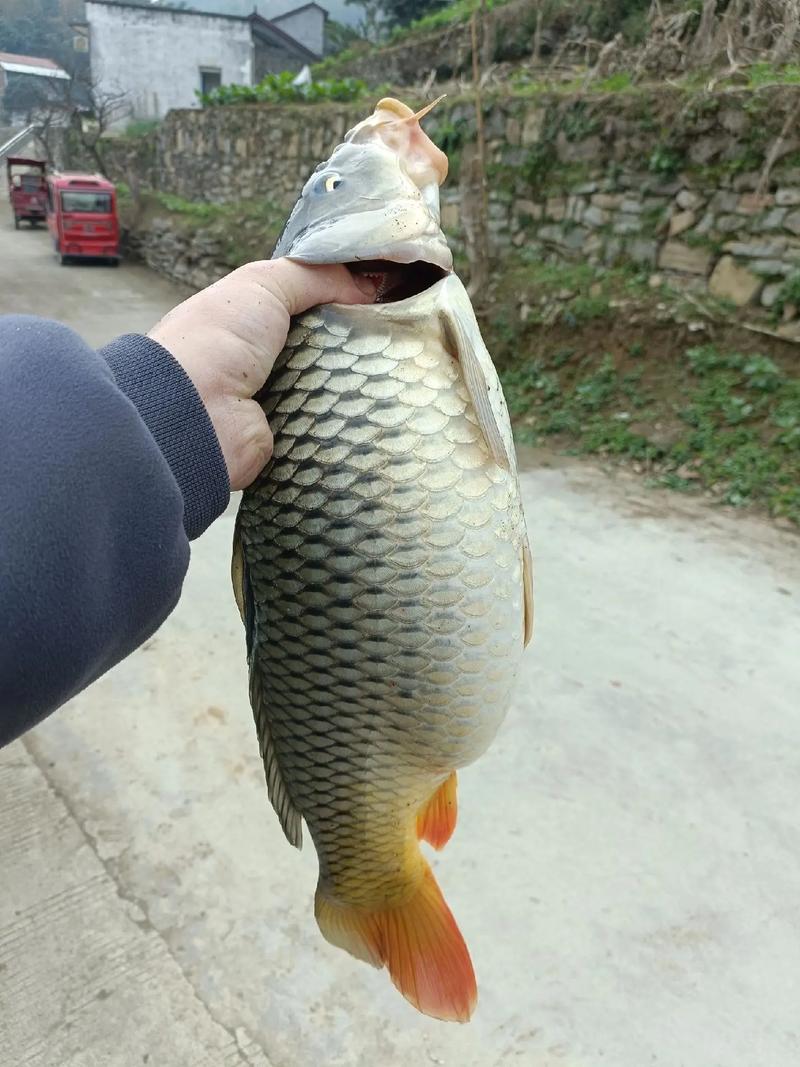釣鯉魚-好釣魚_釣鯉魚釣鯉魚_釣鯉魚好釣嗎