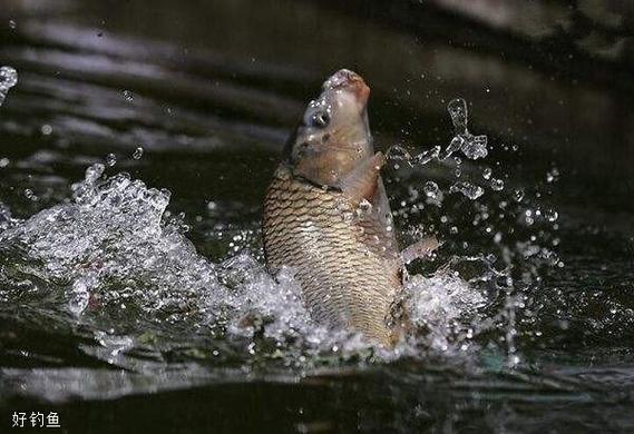 釣鯉魚釣鯉魚_釣鯉魚好釣嗎_釣鯉魚-好釣魚