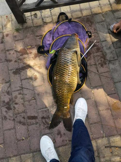 釣鯉魚-好釣魚