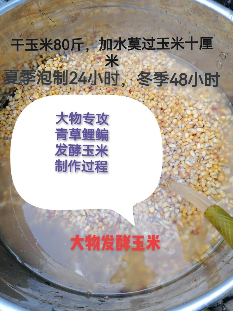 掌握草魚餌料制作技巧：玉米、紅薯與發酵餌料的實用指南
